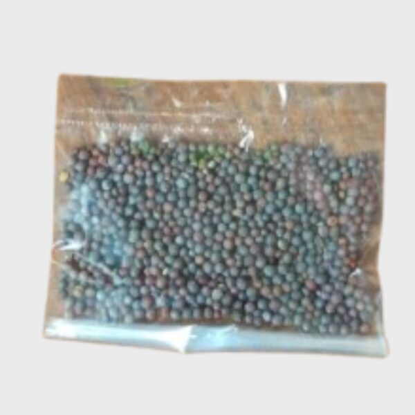 Black Mustard
